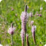 Hoary Plantain (Plantago media) low rosette plant with broad hairy leaves and upright spikes of pale pinkish flowers.