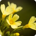 Oxlip (Primula elatior) close-up of pale yellow bell-shaped flowers with deeper yellow centres on slender green stems.