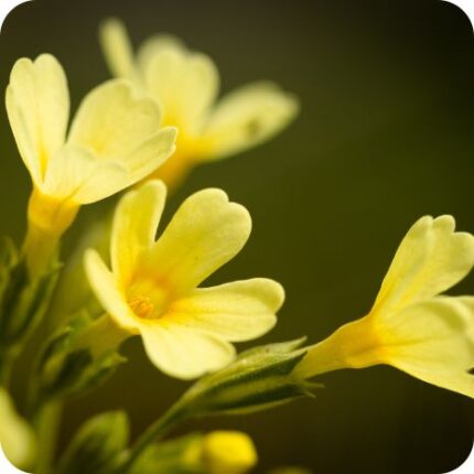Oxlip (Primula elatior) close-up of pale yellow bell-shaped flowers with deeper yellow centres on slender green stems.