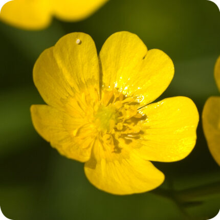 Corn Buttercup (Ranunculus arvensis) close up of bright yellow cup shaped flowers with glossy petals on green stems.