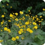 Corn Buttercup (Ranunculus arvensis) growing in arable fields and grassy margins among native wildflowers and herbs.