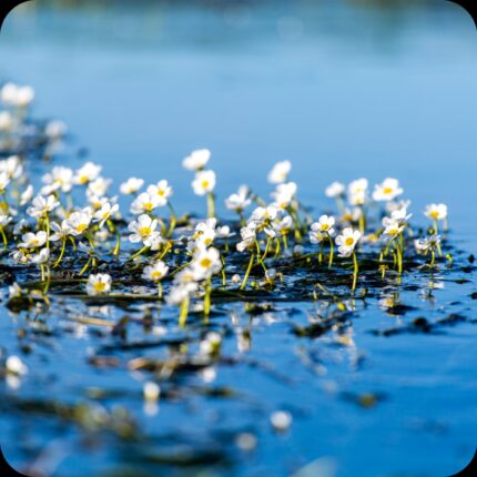 Common Water Crowfoot (Ranunculus aquatilis) aquatic plant with finely divided submerged leaves and floating white flowers.