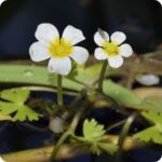 Common Water Crowfoot (Ranunculus aquatilis) growing in slow moving streams and ponds among reeds and other aquatic plants.