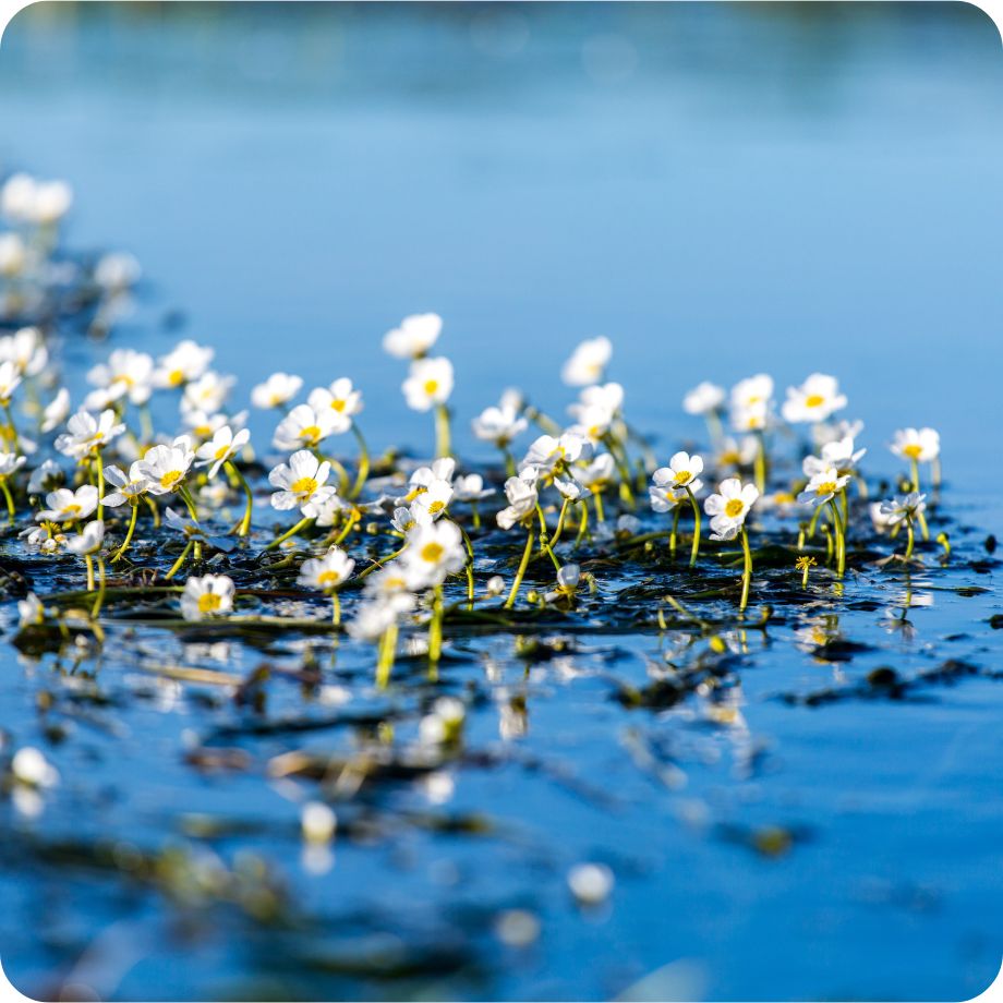 Ranunculus_aquatilis_habitat Common Water Crowfoot (Ranunculus aquatilis) aquatic plant with finely divided submerged leaves and floating white flowers.