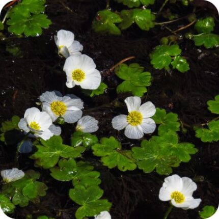 Common Water Crowfoot (Ranunculus aquatilis) close up of delicate white water flowers with yellow centres floating on green leaves.