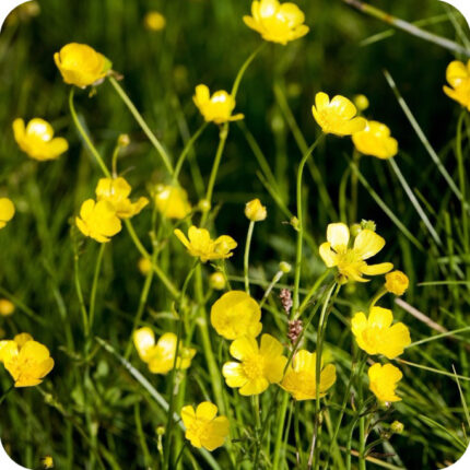 Bulbous Buttercup (Ranunculus bulbosus) growing in a sunny meadow among grasses and native wildflowers in spring.