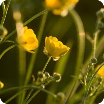 Greater Spearwort (Ranunculus lingua) tall wetland plant with buttercup like yellow flowers.