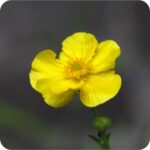Greater Spearwort (Ranunculus lingua) close-up of large bright yellow flowers with glossy petals.