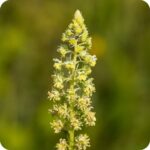 Weld (Reseda luteola) close-up of tall yellow-green flower spikes with small clustered blooms in summer light.