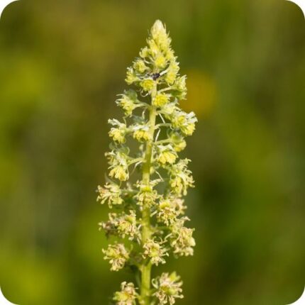 Weld (Reseda luteola) close-up of tall yellow-green flower spikes with small clustered blooms in summer light.