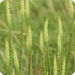Weld (Reseda luteola) growing on sunny grassy banks and open meadows among other native wildflowers.