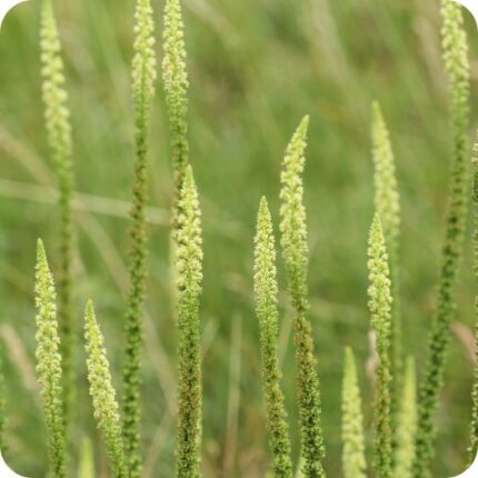 Weld (Reseda luteola) growing on sunny grassy banks and open meadows among other native wildflowers.