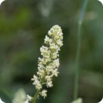 Wild Mignonette (Reseda lutea) close-up of yellow green flower spikes with delicate petals and fine stamens in bloom.