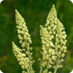 Wild Mignonette (Reseda lutea) upright plant with narrow leaves and tall spikes of small yellowish-green flowers.