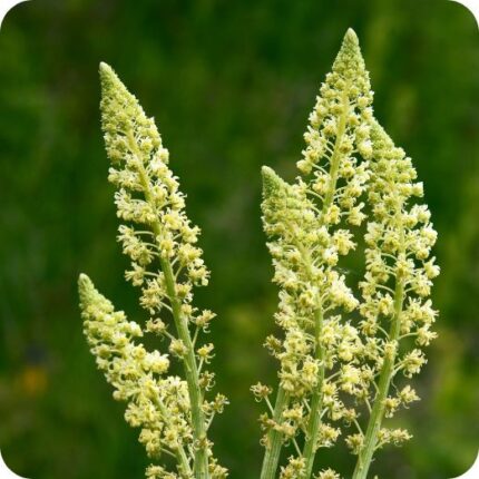 Wild Mignonette (Reseda lutea) upright plant with narrow leaves and tall spikes of small yellowish-green flowers.