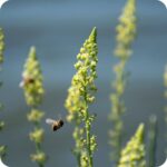 Wild Mignonette (Reseda lutea) upright plant with tall spikes of small yellowish-green flowers with a bee a hovering near.