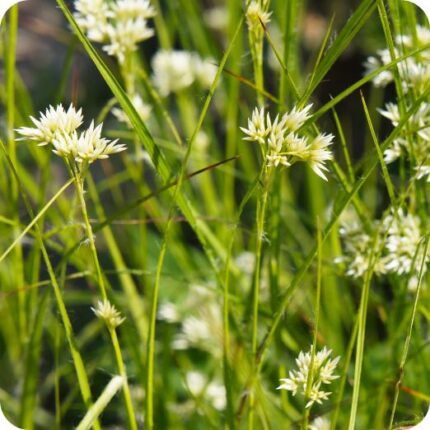 White-Beaked Sedge (Rhynchospora alba) fine-leaved bog plant with tufted stems and white-tipped flower heads.