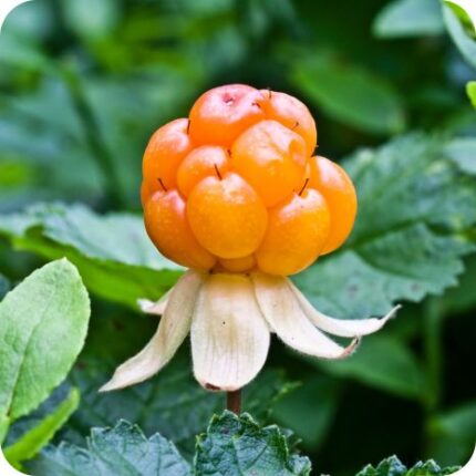 Cloudberry (Rubus chamaemorus) close up of white five petalled flower with golden berry among green leaves.