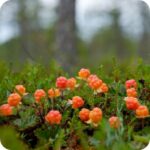Cloudberry (Rubus chamaemorus) growing in a northern bog with small white flowers and ripening amber fruits.