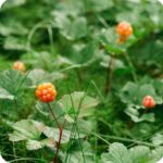 Cloudberry (Rubus chamaemorus) low-growing plant with white flowers and rounded leaves spreading across moss.