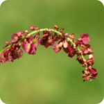 Common Sorrel (Rumex acetosa) close up of tiny red clustered flowers atop slender stems.