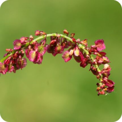 Common Sorrel (Rumex acetosa) close up of tiny red clustered flowers atop slender stems.