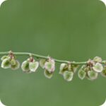 Common Sorrel (Rumex acetosa) close up of tiny green clustered flowers atop slender stems above arrow shaped leaves.