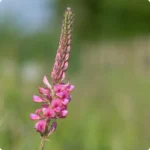 Sainfoin (Onobrychis) close-up of pink-purple pea-like flowers clustered on tall stems above green foliage in summer.