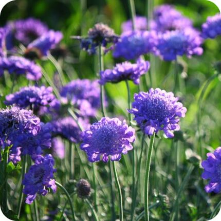 Small Scabious (Scabiosa columbaria) growing in sunny meadows among grasses and other native wildflowers in summer.