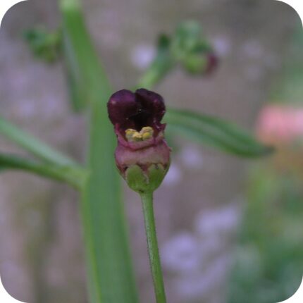 Water Figwort (Scrophularia auriculata) close-up of reddish-brown tubular flowers with green sepals on tall stems.