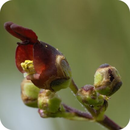 Water Figwort (Scrophularia auriculata) close-up cluster of reddish-brown flowers with green sepals on tall stems.