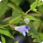 Skullcap (Scutelleria galericulata) close-up of delicate blue hooded flowers with green stems in summer bloom.