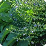 Skullcap (Scutelleria galericulata) growing in damp meadows and along stream edges among grasses and native wildflowers.