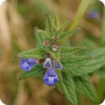 Skullcap (Scutelleria galericulata) low-growing wetland plant with slender green leaves and spikes of blue flowers.