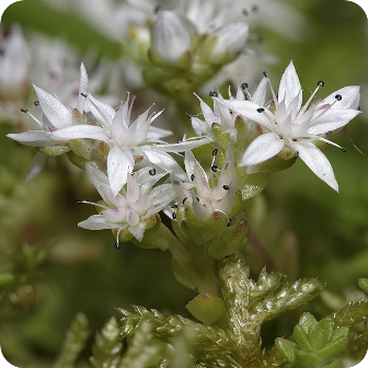White Stonecrop (Sedum album) close-up of clusters of small white star-shaped flowers on fleshy red-tinged stems.
