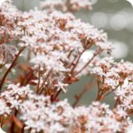 White Stonecrop (Sedum album) growing on a sunny rocky bank among mosses and other drought-tolerant wild plants.