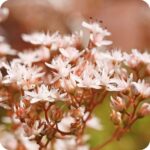 White Stonecrop (Sedum album) low mat-forming succulent with green fleshy leaves and clusters of white summer flowers.