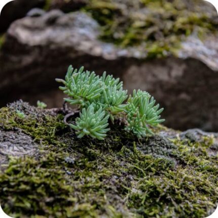 Reflexed Stonecrop (Sedum reflexum) growing on sunny rocky slopes among mosses and other drought-tolerant wild plants.