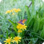 Marsh Ragwort (Senecio aquaticus) growing in damp meadows and marshes among reeds, grasses, and native wildflowers.