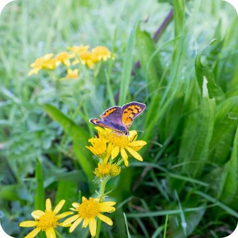 Senecio_aquaticus_Butterfly Marsh Ragwort (Senecio aquaticus) growing in damp meadows and marshes among reeds, grasses, and native wildflowers.