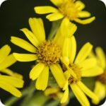 Marsh Ragwort (Senecio aquaticus) close-up of bright yellow daisy like flower heads with golden centres in bloom.