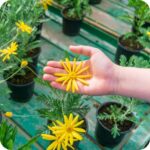 Marsh Ragwort (Senecio aquaticus) a hand holding a single bright yellow daisy like flower head.