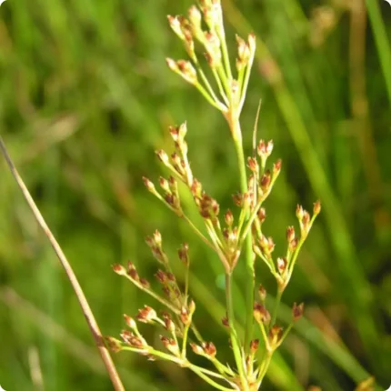 Sharp Rush Juncus acutus tall, spiky wetland plant with stiff green leaves and clusters of small brownish flowers.