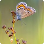 Sharp Rush Juncus acutus close-up of dense brown flower clusters on tall stiff green stems with a butterfly nesting on top