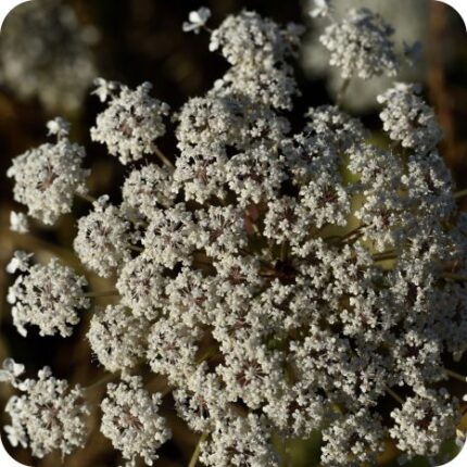 Pepper Saxifrage (Silaum silaus) close-up of small yellow umbels of flowers on slender green stems in summer bloom.