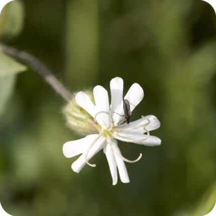 White Campion (Silene latifolia) close-up of white five-petaled flowers with inflated green calyx in summer bloom.