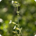 White Campion (Silene latifolia) upright plant with hairy stems, oval green leaves, and clusters of white flowers.