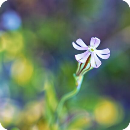 Night-Flowering Catchfly (Silene noctiflora) close-up of pale pink flowers with sticky stems opening at dusk in summer.