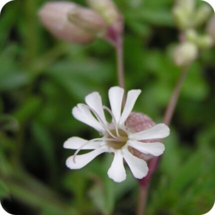 Bladder Campion (Silene vulgaris) close-up of white balloon-shaped flowers with pink-tinged calyx in summer bloom.