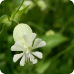 Bladder Campion (Silene vulgaris) close-up of white balloon-shaped flowers in summer bloom.